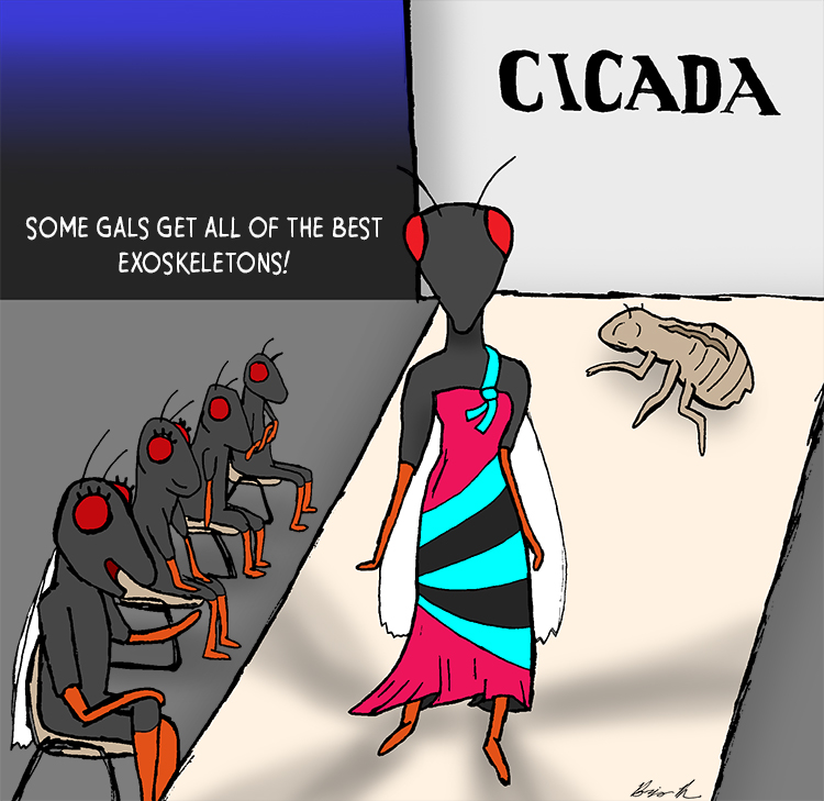 Cicada